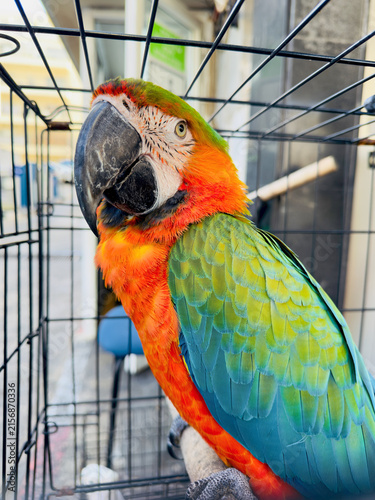 Obraz na płótnie Macaw parrot in cage