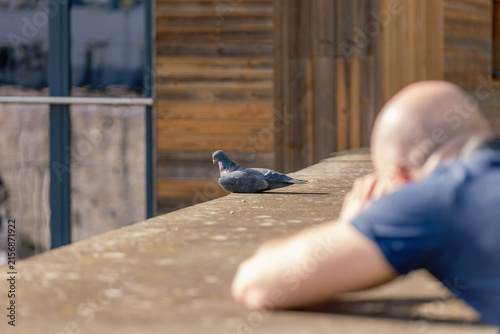 Man Resting on Wall Watching Pigeon at Eye Level in Sunlight