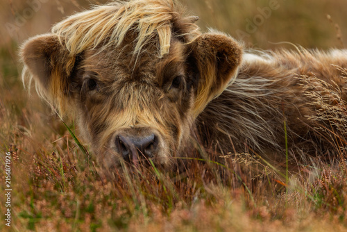 Cute Highland cattle calf with shaggy blonde fringe resting in moorland grass and heather