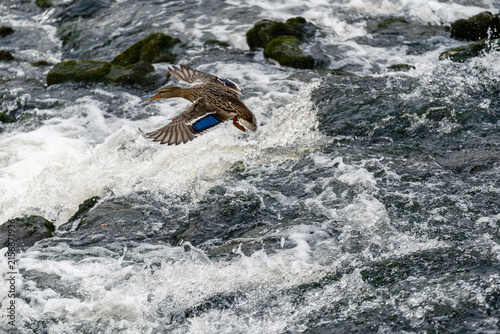 Female Mallard Duck Flying Low Over Churning River Rapids with Blue Speculum Wings Spread