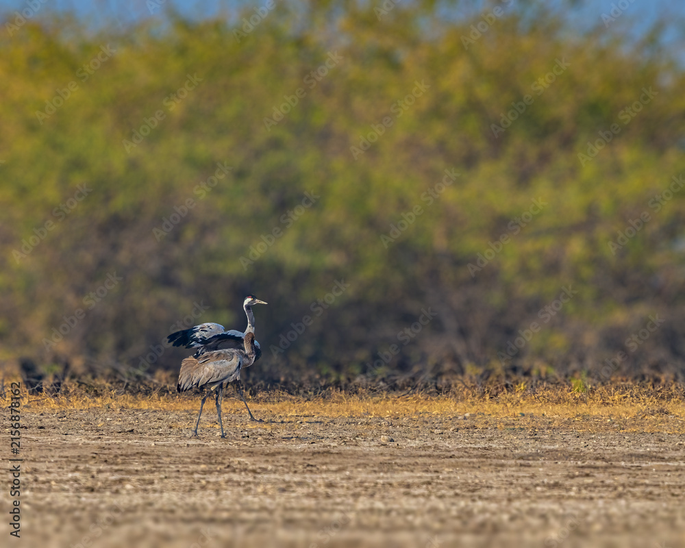Naklejka premium A common Crane