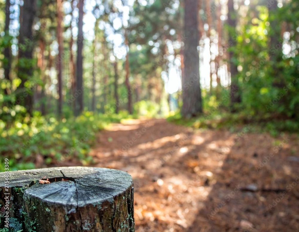 Fototapeta premium Serene forest path with tree stump in the foreground and sunlight filtering through trees.