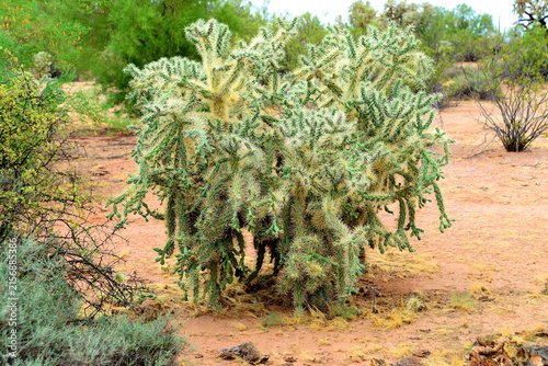 Fotografía Cholla cactus, Sonora Desert, Mid Summer