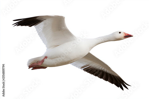Dynamic Isolated Snow Goose in Full Flight Against a Pristine White Background, Showcasing its Radiant White Plumage, Striking Black Wingtips, and Powerful Wingbeat, a Symbol of Freedom and