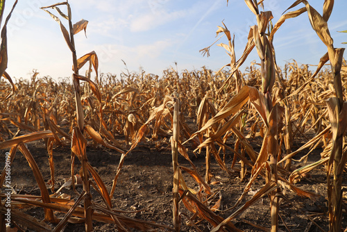 фотографія drought Agricultural dried corn plantation drought; concept of climate impact on