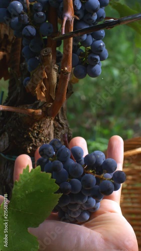 Vertical Close Up of Hand Harvesting Ripe Black Grapes From Grapevine. Hand carefully supports a ripe bunch of dark grapes while pruning shears cut the stem during vineyard harvest. Grape harvest