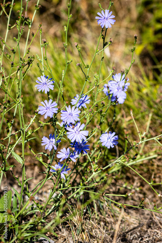 Gewöhnliche Wegwarte (Cichorium intybus)