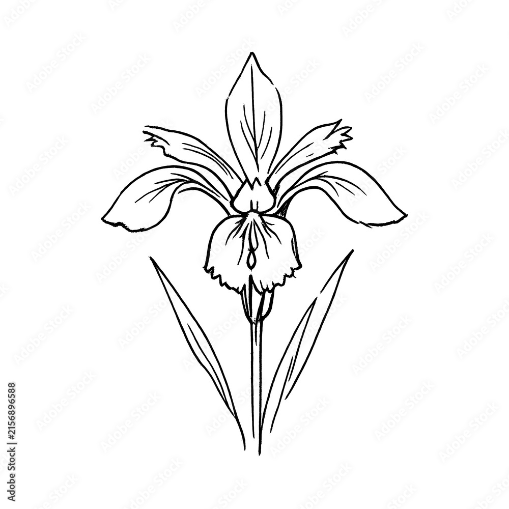 Fototapeta premium PNG Elegant iris flower sketch illustration.