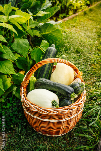 Photography Freshly harvested zucchini and squash in a woven basket on a grassy garden bed
