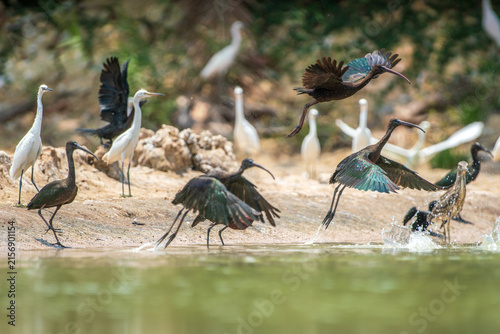 Konstfotografi Glossy Ibis In The Mekong Delta