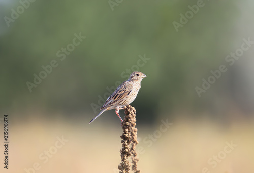 Quadro su tela Corn Bunting (Emberiza calandra) perched atop a dry plant stem in a field, profi