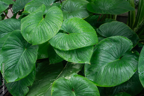 Fresh green elephant ear leaves covered with water droplets in tropical garden after rain
