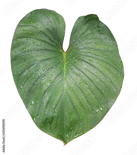 Fresh green elephant ear leaf covered with water droplets isolated on transparent background after rain