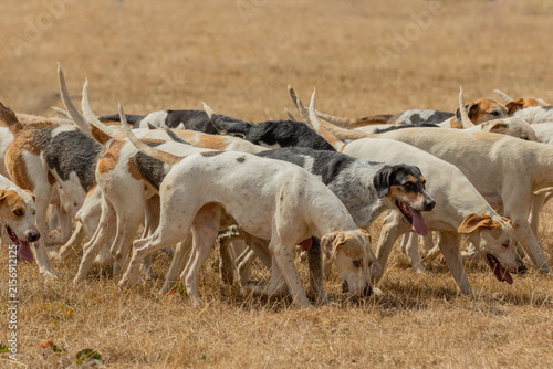 Canvastavla Pack of English Foxhounds on the field.