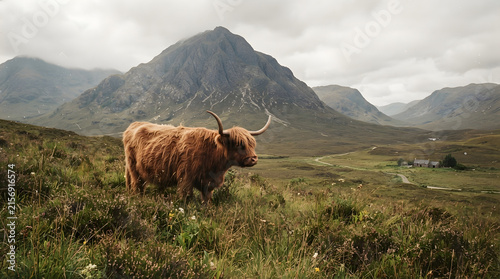 Highland cow with long shaggy fur grazing in wild mountain meadow with dramatic peaks