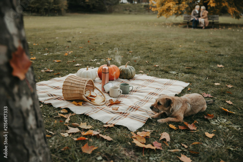 Autumn picnic scene with pumpkins and dog. Cozy fall outdoor setting on plaid blanket. Seasonal harvest celebration in park.