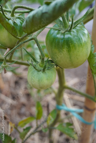 Tomato plant with young green tomatoes growing in the soil in summer. Concept of the farming and gardening. Cultivating tomatoes in garden, at home or in greenhouse. Growing own herbs and vegetables.