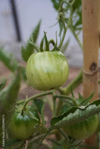 Tomato plant with young green tomatoes growing in the soil in summer. Concept of the farming and gardening. Cultivating tomatoes in garden, at home or in greenhouse. Growing own herbs and vegetables.