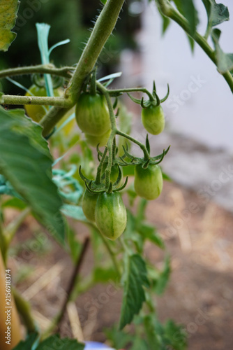 Tomato plant with young green tomatoes growing in the soil in summer. Concept of the farming and gardening. Cultivating tomatoes in garden, at home or in greenhouse. Growing own herbs and vegetables.