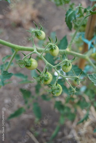 Tomato plant with young green tomatoes growing in the soil in summer. Concept of the farming and gardening. Cultivating tomatoes in garden, at home or in greenhouse. Growing own herbs and vegetables.