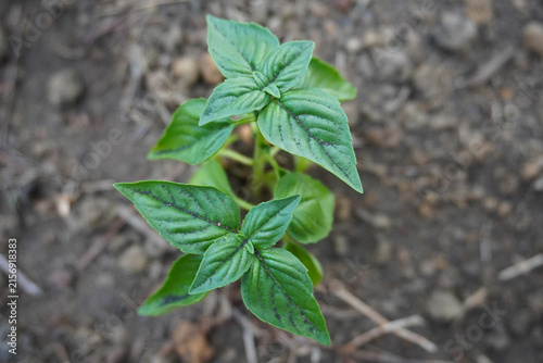 Fresh basil growing in the herb garden. Cuisine herbs. Cultivating basil in garden or greenhouse. Growing own herbs and vegetables. Lifestyle of self-sufficiency. Concept of farming and gardening.