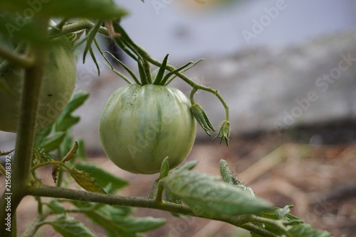 Tomato plant with young green tomatoes growing in the soil in summer. Concept of the farming and gardening. Cultivating tomatoes in garden, at home or in greenhouse. Growing own herbs and vegetables.