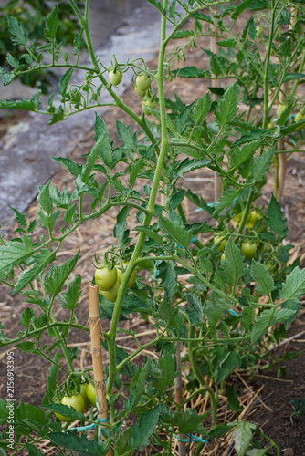 Tomato plant with young green tomatoes growing in the soil in summer. Concept of the farming and gardening. Cultivating tomatoes in garden, at home or in greenhouse. Growing own herbs and vegetables.