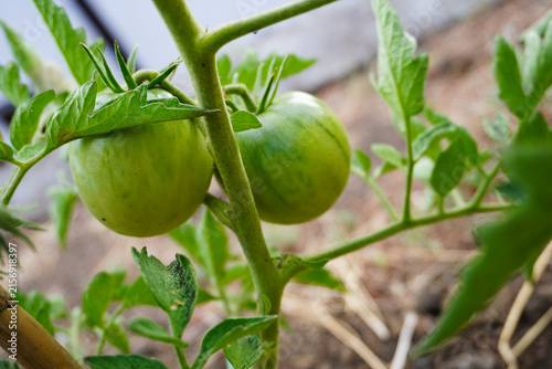 Tomato plant with young green tomatoes growing in the soil in summer. Concept of the farming and gardening. Cultivating tomatoes in garden, at home or in greenhouse. Growing own herbs and vegetables.