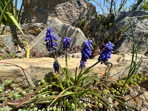 Muscari grape hyacinth flowers blooming with vibrant blue purple bell-shaped blossoms among rocks at Nezahat Gokyigit Botanical Garden. Spring flowering bulbous plant in rock garden background.