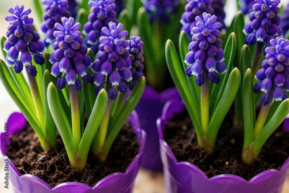 Obraz premium Close up of purple muscari flowers in small purple pots. Grape hyacinth plants grow with green leaves, soil. Spring blossoms in garden containers for home decor retail sale. Small blooming floral