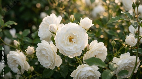 Gorgeous macro view of pristine white garden roses blooming profusely, their delicate petals softly illuminated by warm ethereal sunlight.