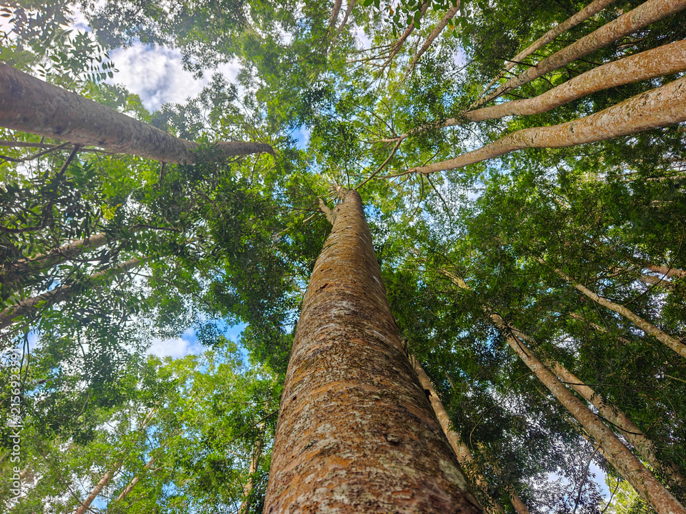 Fototapeta premium Low Angle View Looking Up at Tall Trees in Dense Green Forest Canopy Against Blue Sky