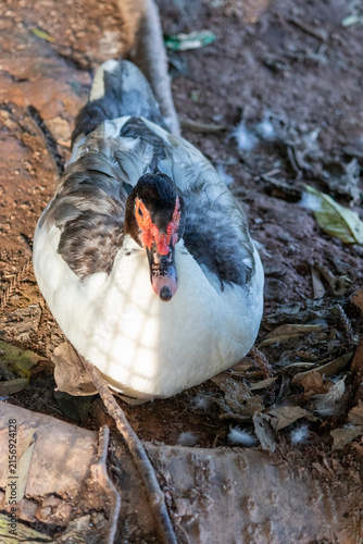 Duck in Natural Environment.	