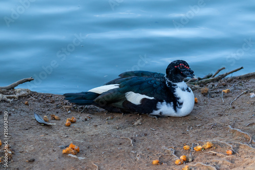 Duck in Natural Environment.