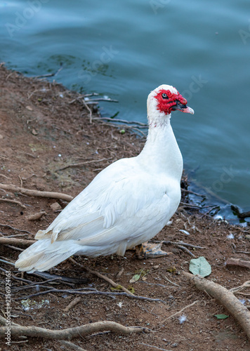 Duck in Natural Environment.	