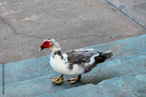 Duck in Natural Environment.	