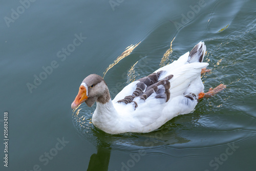 Goose swimming in a lake