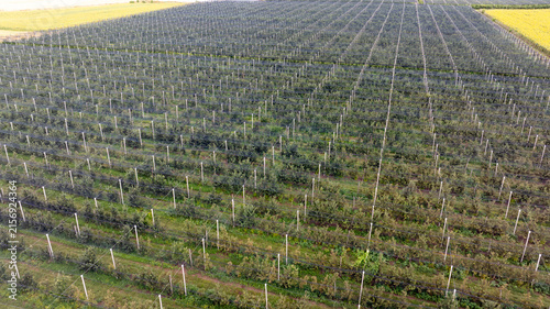 Aerial Drone View of a Large Commercial Orchard with Protective Anti-Hail Netting over Fruit Trees. Modern Agricultural Fruit Farming