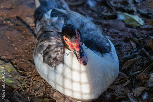 Duck in Natural Environment.