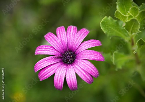 фотографія Osteospermum caulescens couvre-sol