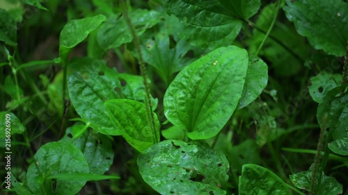 Green plantain leaves with water drops