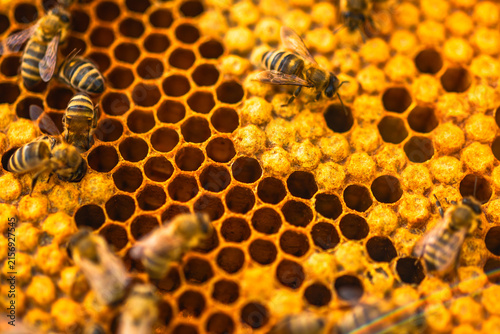 Bees working on honeycomb in a beehive during daylight hours