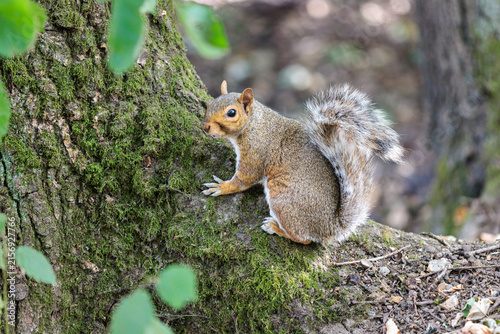 cute squirrel is resting on tree. summer in uk