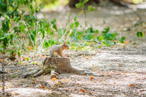 cute squirrel is resting on tree root. summer in uk