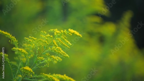 Blooming goldenrod plants in summer meadow