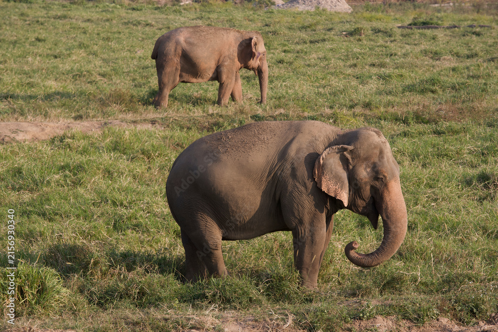 Obraz premium Asian Elephants in Thailand