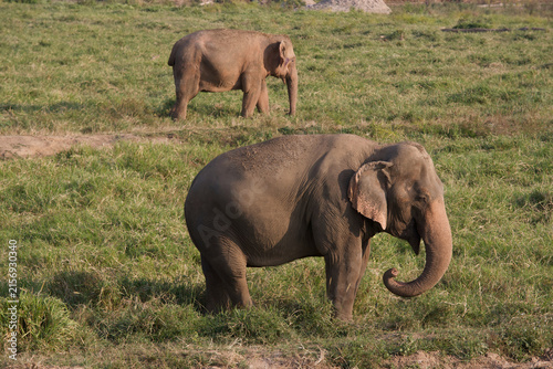 Photography Asian Elephants in Thailand