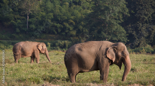 Asian Elephants in Thailand