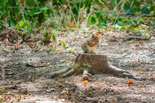 cute squirrel is resting on tree root. summer in uk