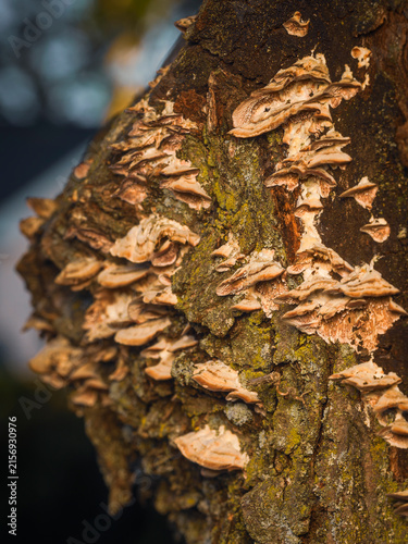 Canvastavla A detailed macro shot of wild shelf fungi and bracket mushrooms growing on the r